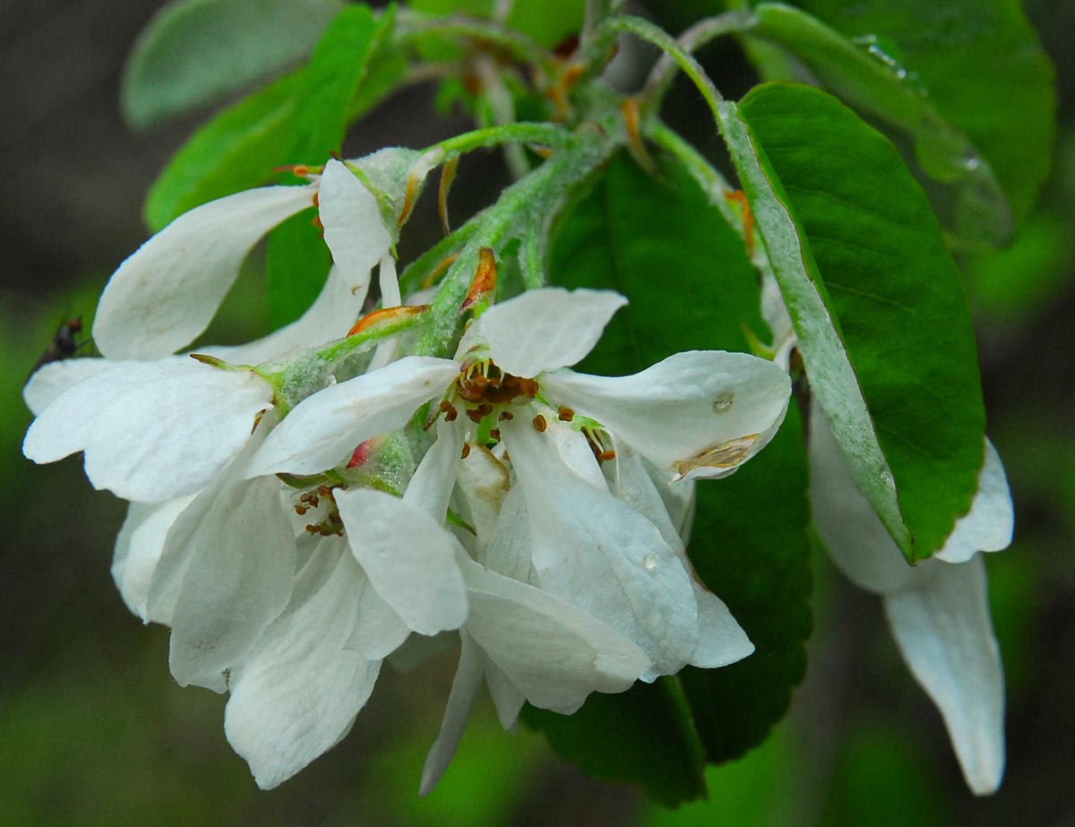 Bl&uuml;ten